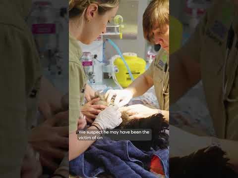 Injured native bird rescued