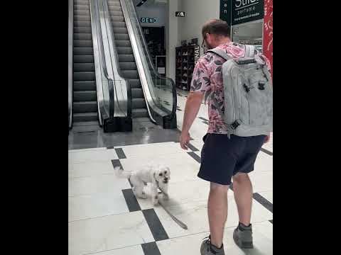 She helps with the dog