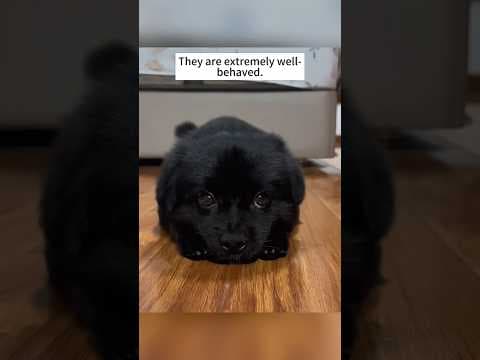 Rescuing poor little stray dogs