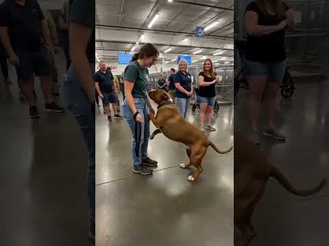 A shelter dog finally gets his moment