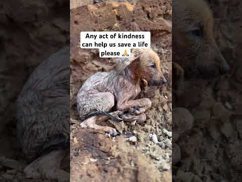 Stray dog rescue