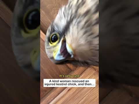 Rescuing a baby bird