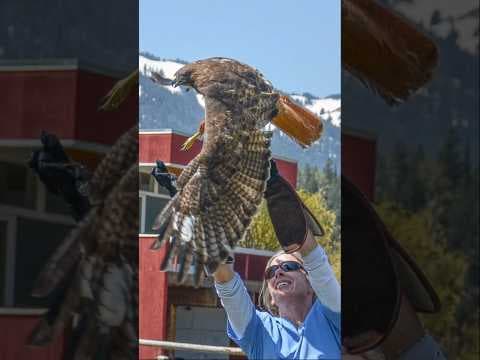 Bird rehabilitation: journey back to the wild