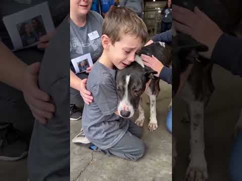 Young boy meets his new rescue dog