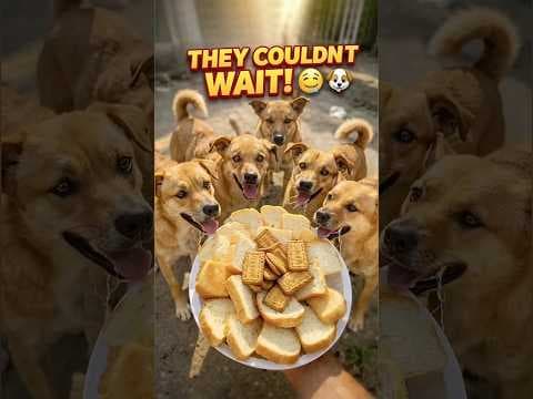 Hungry street dogs get a full plate