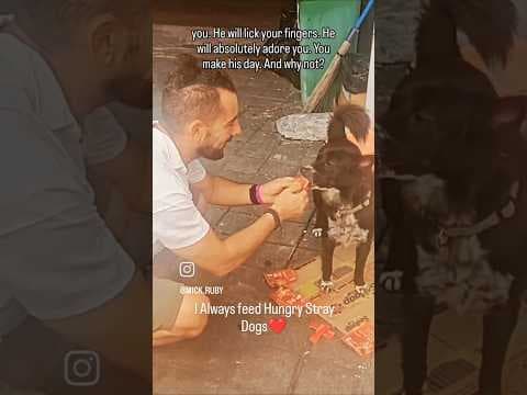 Feed a stray dog once, this happens