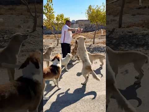 Feeding hungry stray dogs in the streets