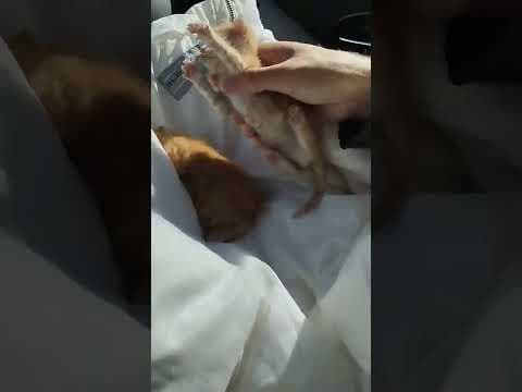 Two orphaned kittens rescued and cared for