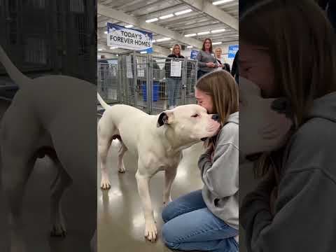 Emotional dog adoption brings girl to tears