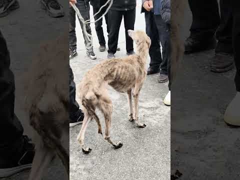 Poor stray dogs need help