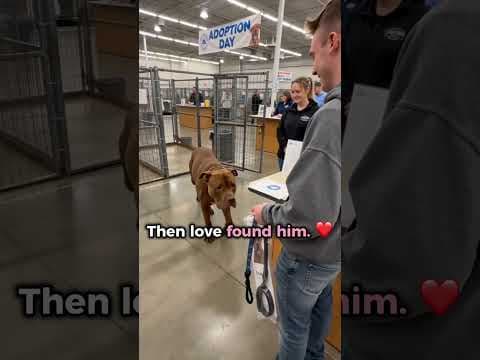Shelter dog meets his new person on adoption day